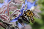 Honeybee on flowers Borage - Northern Vosges France