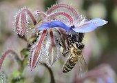 Honeybee on flowers Borage - Northern Vosges France