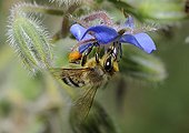 Honeybee on flowers Borage - Northern Vosges France