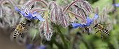 Honeybees flying on flowers Borage - Northern Vosges France
