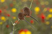 Harvest Mouse among flowers in summer - GB