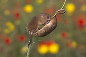 Harvest Mouses among flowers in summer - GB