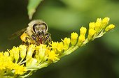 Honeybee on Canada Goldenrod flowers - Northern Vosges