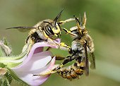 Cotton Bees on Restharrow flowers - Northern Vosges ; female pushing a male