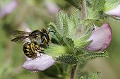 Cotton Bee female on Restharrow flowers - Northern Vosges