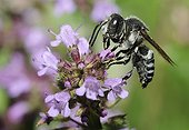 Blunt-tailed Coelioxys on Wild Thyme flower -Northern Vosges