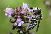 Blunt-tailed Coelioxys on Wild Thyme flower -Northern Vosges