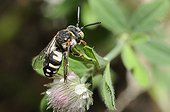 Black-thighed Epeolus on flower Clover - Northern Vosges ; bee parasite grappled 