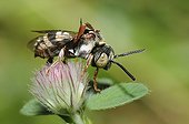 Cuckoo bee on flower Hare's-foot Clover - Northern Vosges ; bee parasite grappled 