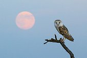 Barn Owl perched on a dead tree in autumn - GB