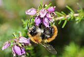 Brown Bumblebee on Scotch Heath flowers - Aquitaine France
