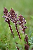 Small Broomrape flowers in a meadow- Aquitaine France  ; The region of Entre-deux-Mers