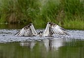 Osprey fishing a trout - Scotland UK