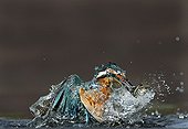 Common Kingfisher with minnow - Midlands UK