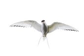 Arctic Tern in flight - Shetland UK