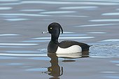 Tufted Duck male on water - Norfolk Midlands UK