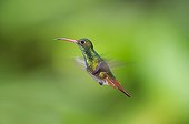 Rufous-tailed Hummingbird in flight - Choco Ecuador