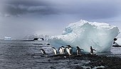 Gentoo Penguins and iceberg -Brown Bluff Antarctic Peninsula