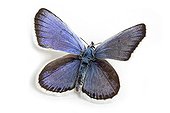Reverdin's blue male on white background