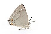 Purple hairstreak on white background