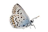 Silver-studded Blue on white background