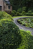 Box trees in a garden - Antwerp Belgium