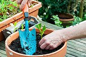 Cutting of hydrangea in a garden