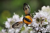 Tachinid Fly on flowers - Northern Vosges France