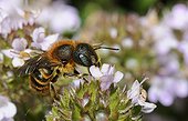 Gold-fringer Mason Bee on Thyme - Northern Vosges France