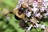 Hoverfly on flower - Northern Vosges France