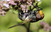 Hoverfly on flower - Northern Vosges France