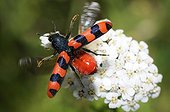 Checkered Beetle on flower - Northern Vosges France