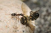 Slavemaker ant pulling a bee - Northern Vosges France