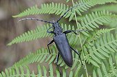 Long-horned beetle on Fern - Aquitaine France 