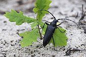 Long-horned beetle on young Oak - Aquitaine France