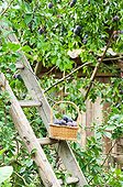 Harvest of Quetsches plums in a garden