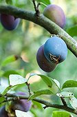 Wasp on Quetsche plum in a garden