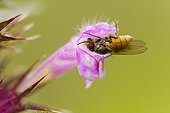 Thricops fly on flower - Alsace France 