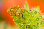 Black-shouldered Shield Bug on Scabiosa - Alsace France