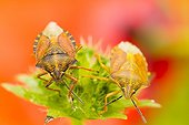Black-shouldered Shield Bugs on Scabiosa - Alsace France