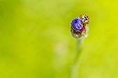 Asian lady beetle on flower bud - Alsace France