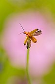 Common Red Soldier Beetle flying away - Alsace France