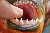 Red-bellied Piranha teeth - Rio Ipixuna Brazil Amazon 