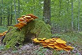 Jack-o'-lantern mushroom (Omphalotus illudens) on stump - France