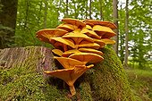 Jack-o'-lantern mushroom (Omphalotus illudens) on stump undergrowth - France
