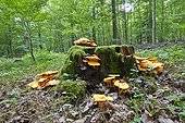 Jack-o'-lantern mushroom (Omphalotus illudens) on stump undergrowth - France