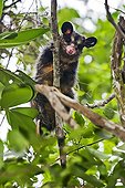 Big-eared opossum on a branch - Atlantic Forest Brazil