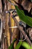 Big-eared opossum on a branch - Atlantic Forest Brazil