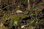 Big-eared opossum on rocks - Atlantic Forest Brazil