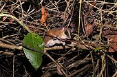 Linnaeus's mouse opossum undergrowth-Atlantic Forest Brazil ; looking for insects at night